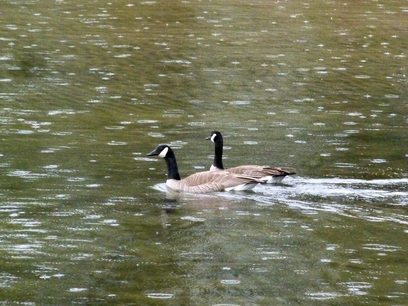 FAUNE 4 (35).JPG
